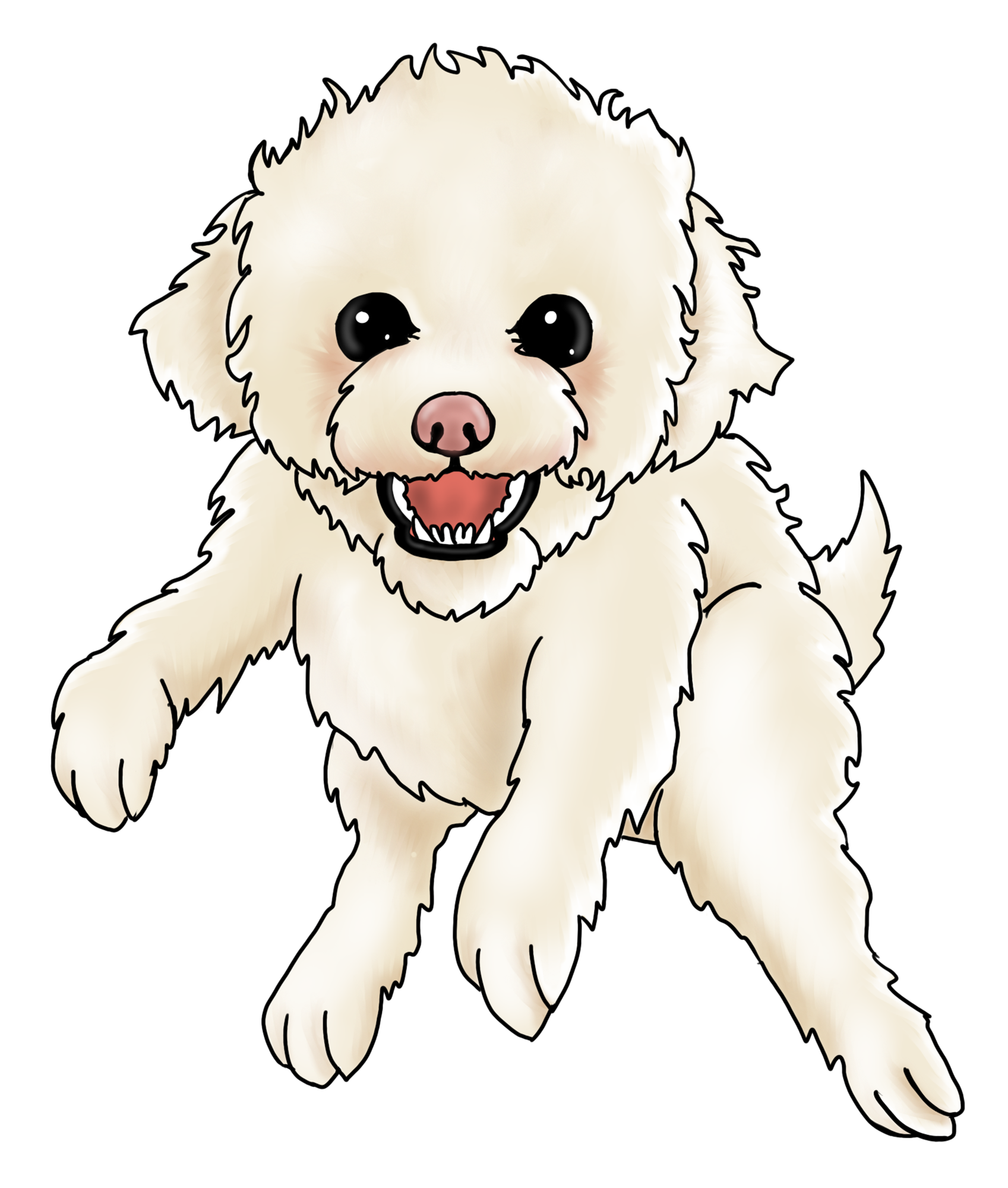 Sandy the Bichon Frise